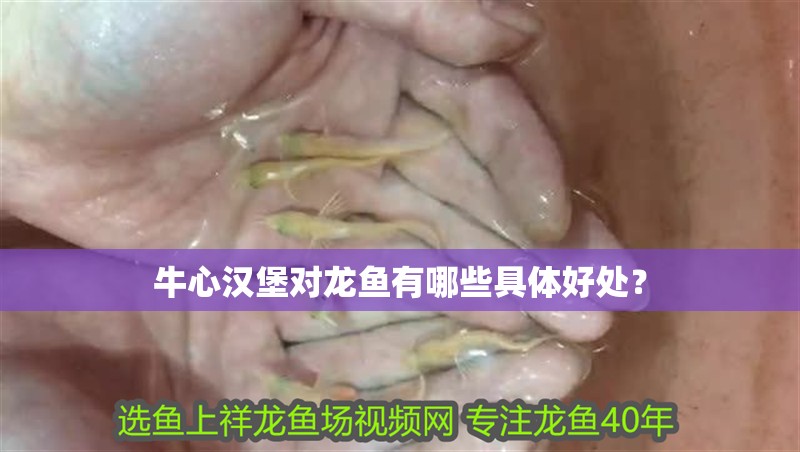牛心漢堡對龍魚有哪些具體好處？
