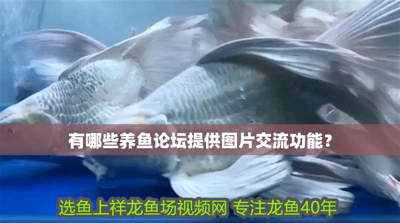 有哪些養魚論壇提供圖片交流功能？