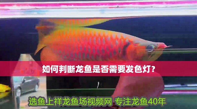 如何判斷龍魚是否需要發色燈？ 如何判斷龍魚是否需要發色燈？ 龍魚百科