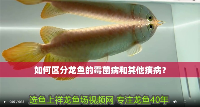 如何區(qū)分龍魚(yú)的霉菌病和其他疾病？ 如何區(qū)分龍魚(yú)的霉菌病和其他疾病？ 龍魚(yú)百科