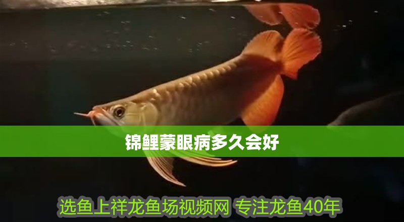 錦鯉蒙眼病多久會好
