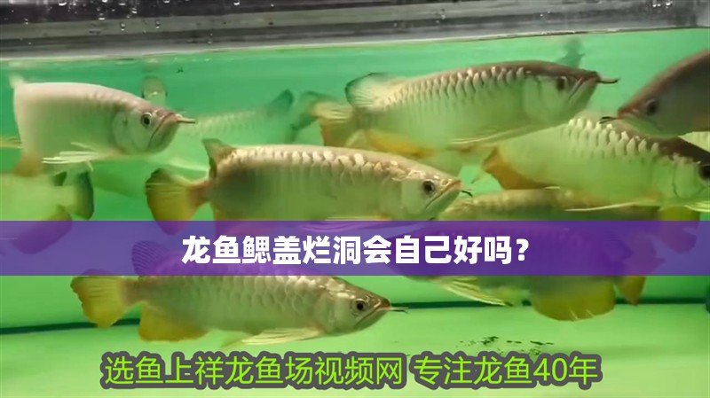 龍魚鰓蓋爛洞會自己好嗎？ 龍魚鰓蓋爛洞會自己好嗎？ 龍魚百科