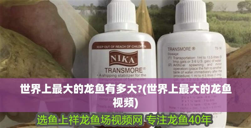 世界上最大的龍魚有多大?(世界上最大的龍魚視頻)