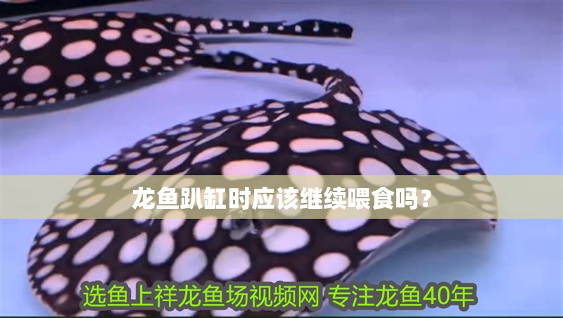 龍魚(yú)趴缸時(shí)應(yīng)該繼續(xù)喂食嗎？