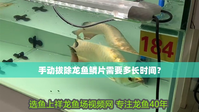 手動拔除龍魚鱗片需要多長時間？