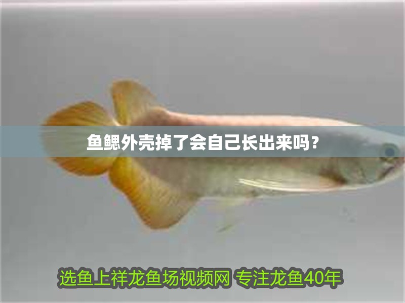魚鰓外殼掉了會自己長出來嗎？ 魚鰓外殼掉了會自己長出來嗎？ 龍魚百科