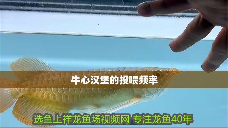牛心漢堡的投喂頻率