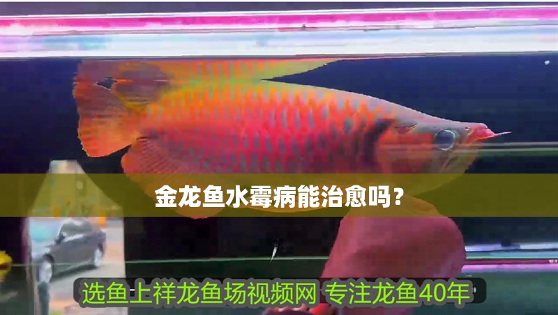 金龍魚水霉病能治愈嗎？
