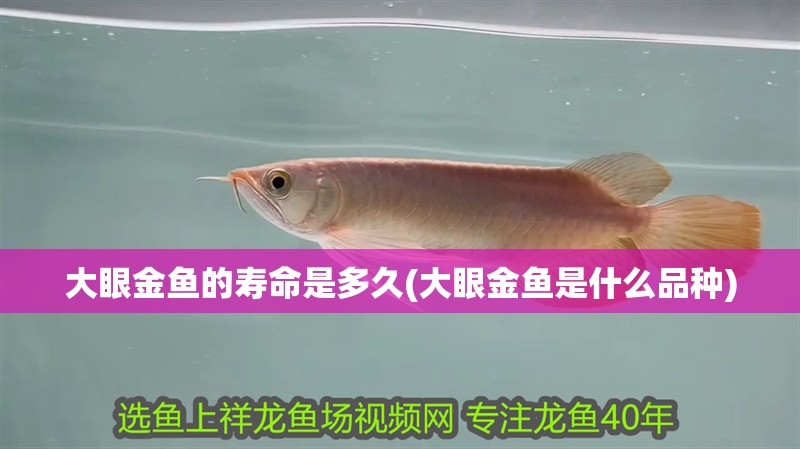 大眼金魚的壽命是多久(大眼金魚是什么品種)