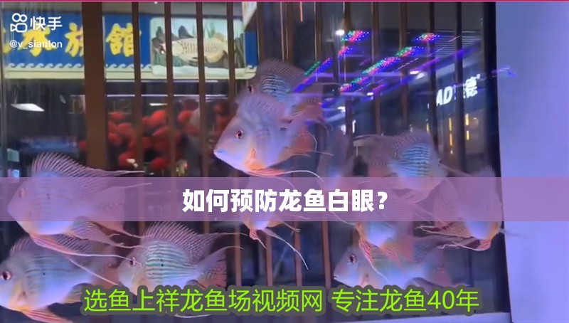 如何預防龍魚白眼？