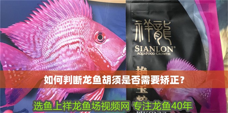 如何判斷龍魚胡須是否需要矯正？