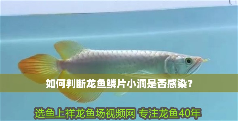 如何判斷龍魚鱗片小洞是否感染？