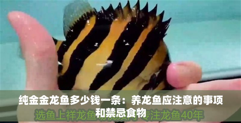 純金金龍魚多少錢一條：養龍魚應注意的事項和禁忌食物