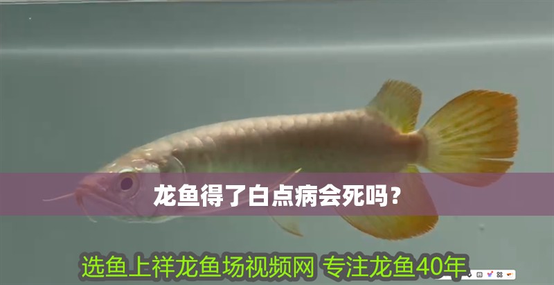 龍魚得了白點病會死嗎？