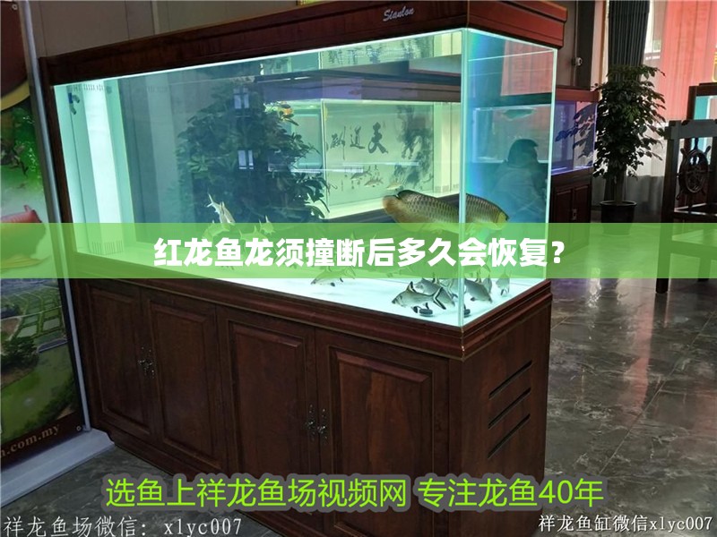 紅龍魚龍須撞斷后多久會(huì)恢復(fù)？