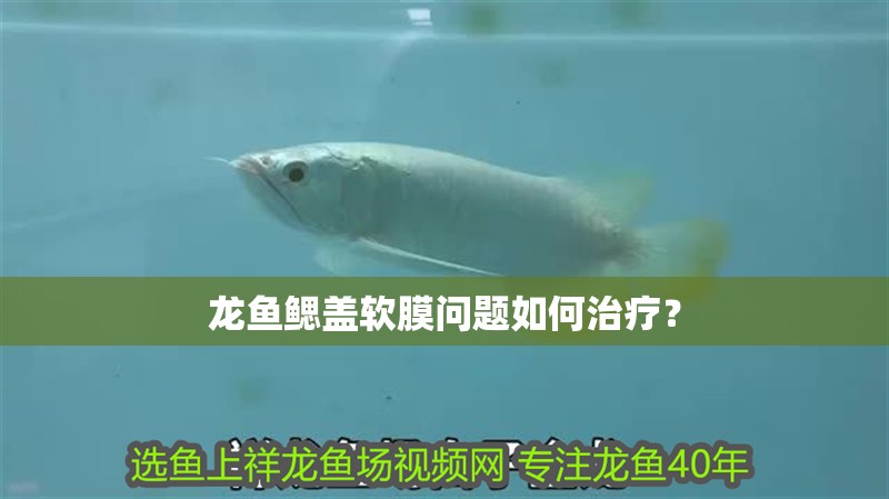 龍魚鰓蓋軟膜問題如何治療？
