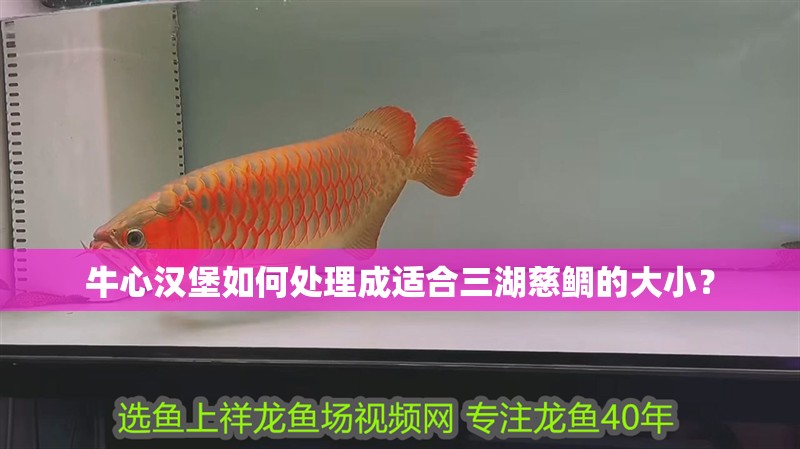 牛心漢堡如何處理成適合三湖慈鯛的大小？