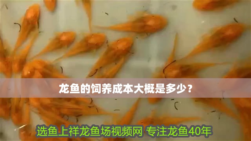 龍魚的飼養成本大概是多少？