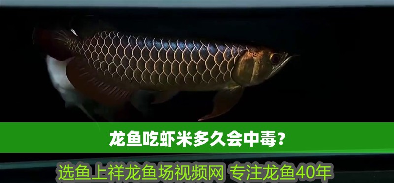 龍魚吃蝦米多久會中毒？
