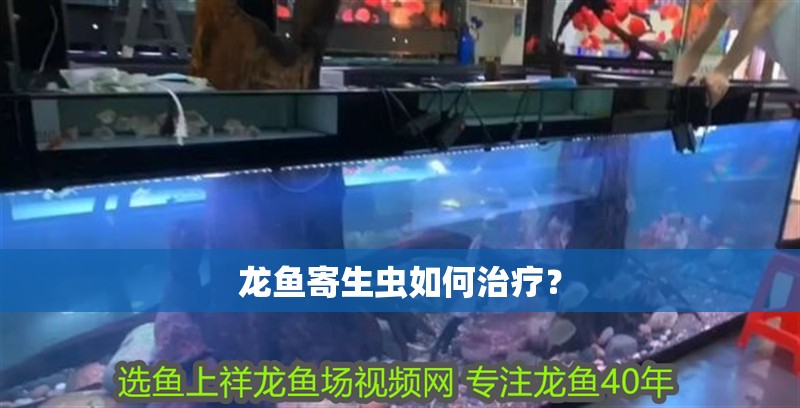 龍魚寄生蟲如何治療？