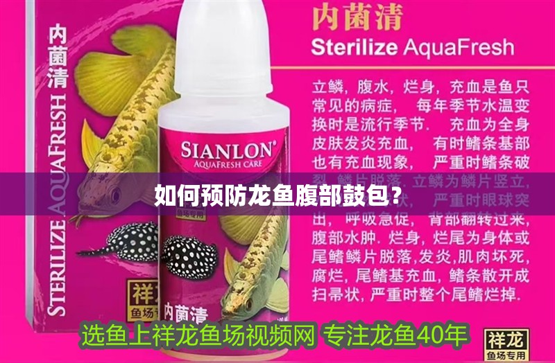 如何預防龍魚腹部鼓包？