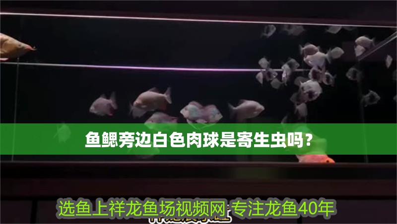 魚缸過濾器選購指南:自制魚缸過濾器魚缸上置過濾器對于養(yǎng)魚愛好者的必備知識 魚鰓旁邊白色肉球是寄生蟲嗎? 龍魚百科 魚鰓旁邊白色肉球是寄生蟲嗎? 魚鰓旁邊白色肉球是寄生蟲嗎? 龍魚百科