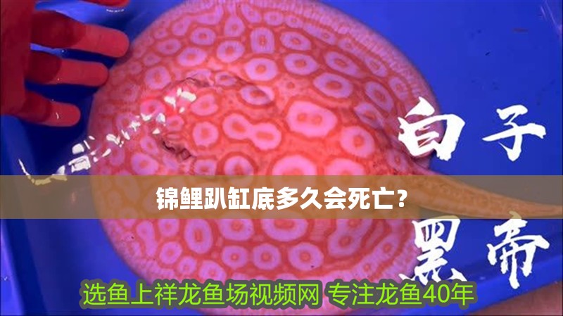 錦鯉趴缸底多久會(huì)死亡？