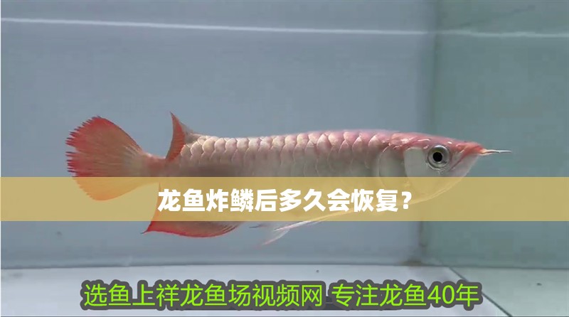 龍魚(yú)炸鱗后多久會(huì)恢復(fù)？
