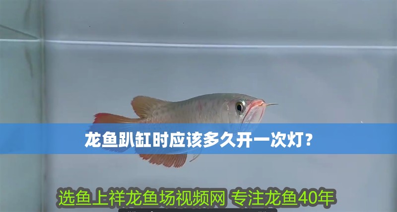 龍魚趴缸時應該多久開一次燈？