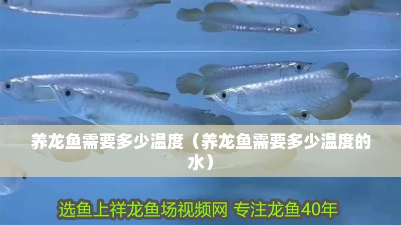 養(yǎng)龍魚需要多少溫度（養(yǎng)龍魚需要多少溫度的水）