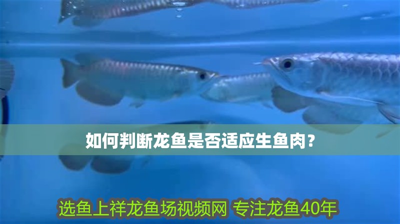 如何判斷龍魚是否適應生魚肉？