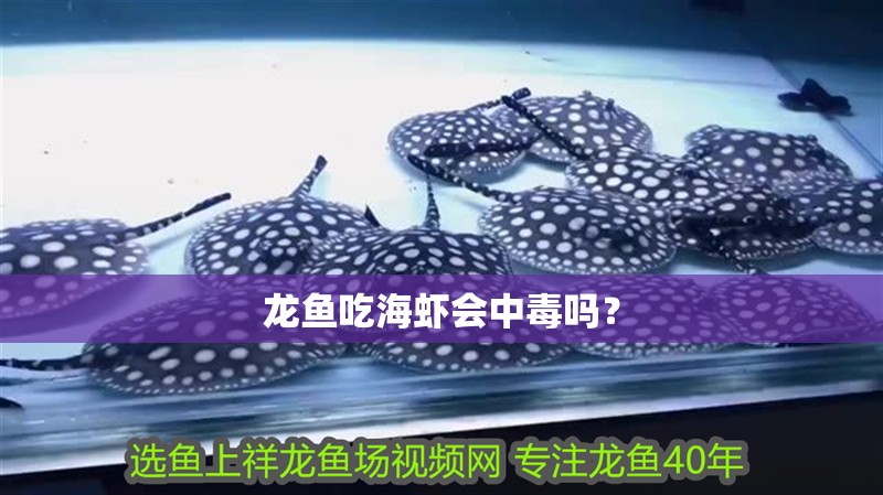 龍魚吃海蝦會中毒嗎？
