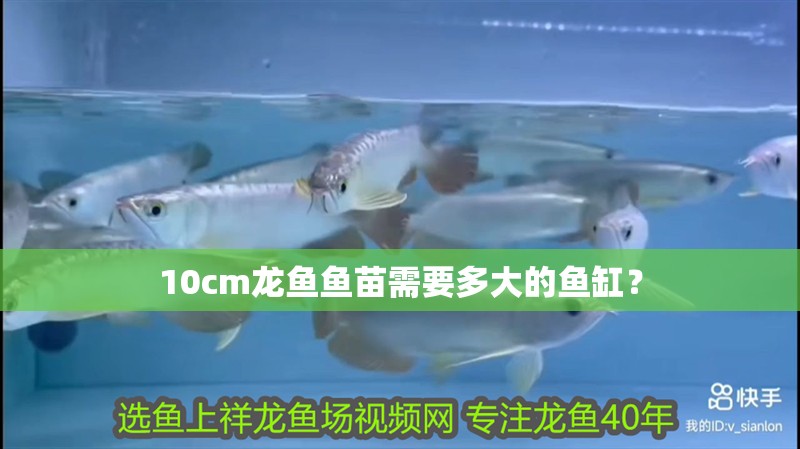 10cm龍魚魚苗需要多大的魚缸？ 10cm龍魚魚苗需要多大的魚缸？ 龍魚百科