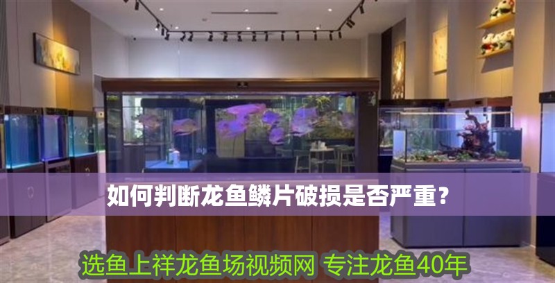 如何判斷龍魚(yú)鱗片破損是否嚴(yán)重？