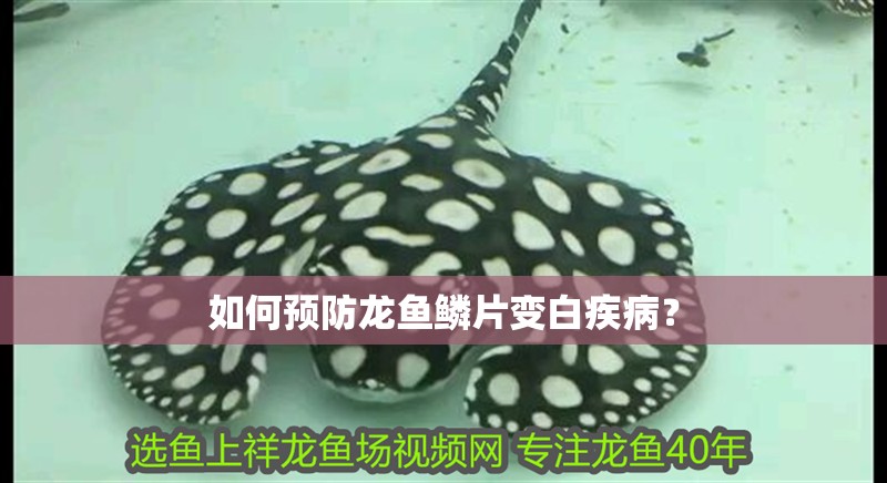 如何預防龍魚鱗片變白疾病？