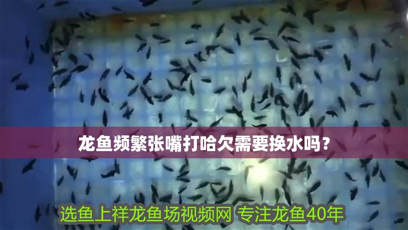 魚缸用增氧泵價格是多少:魚缸增氧機-xtrac增氧機-xtrac增氧機 龍魚頻繁張嘴打哈欠需要換水嗎? 龍魚百科 龍魚頻繁張嘴打哈欠需要換水嗎? 龍魚頻繁張嘴打哈欠需要換水嗎? 龍魚百科