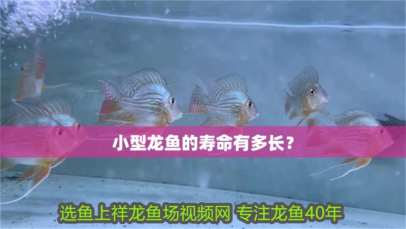 小型龍魚的壽命有多長？ 小型龍魚的壽命有多長？ 龍魚百科