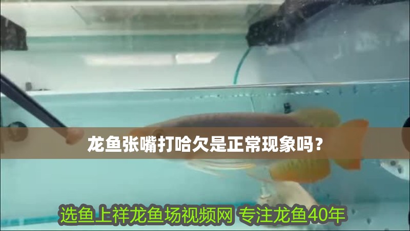龍魚張嘴打哈欠是正常現象嗎？