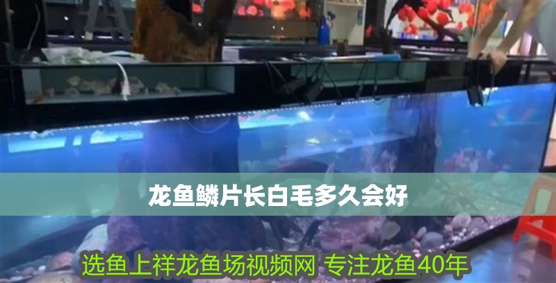 龍魚鱗片長白毛多久會好 龍魚鱗片長白毛多久會好 龍魚百科