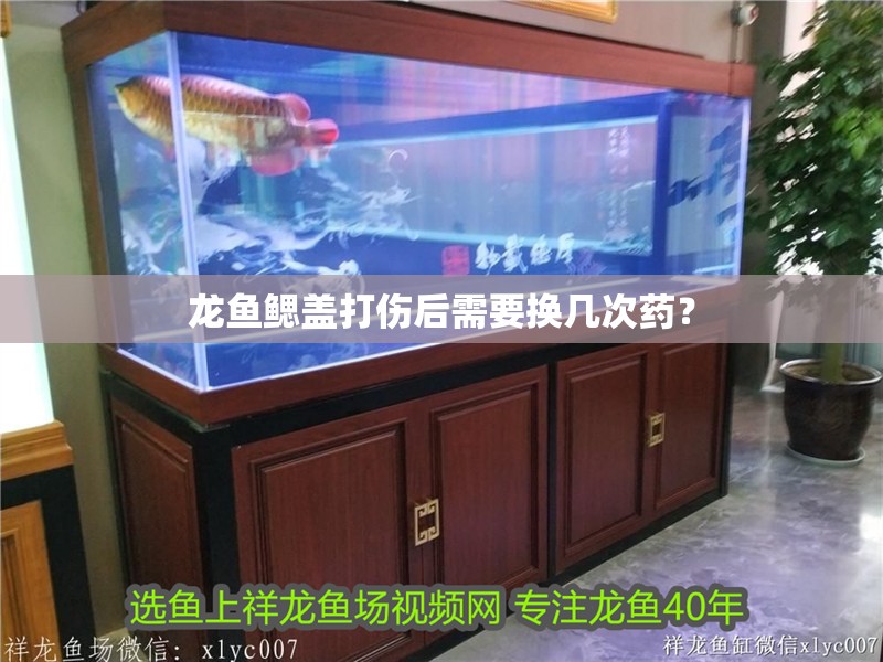 龍魚鰓蓋打傷后需要換幾次藥？
