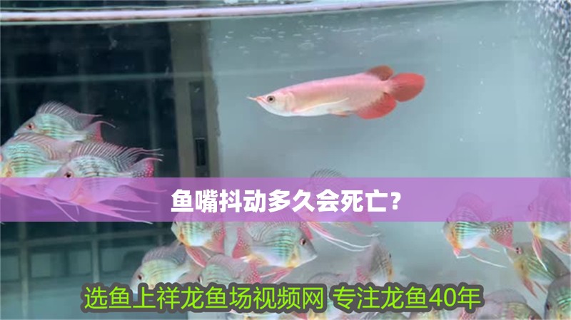 魚嘴抖動多久會死亡？