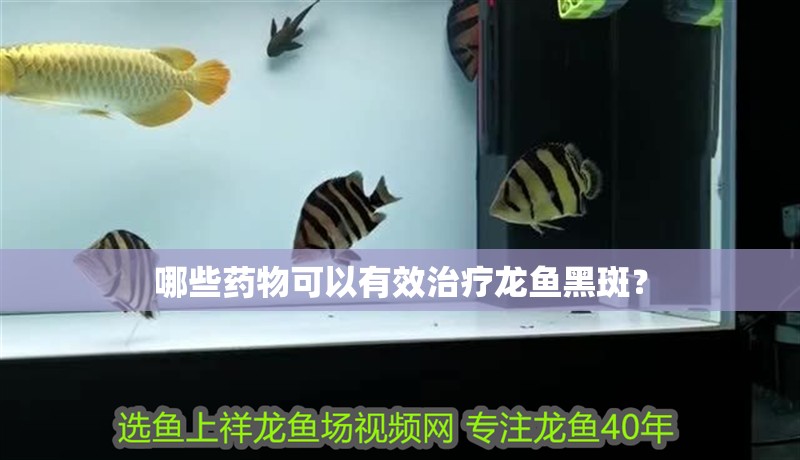 哪些藥物可以有效治療龍魚黑斑？ 哪些藥物可以有效治療龍魚黑斑？ 龍魚百科