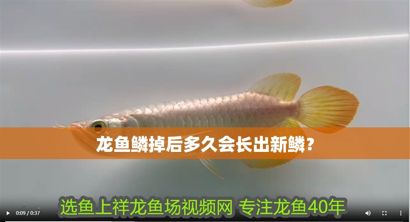 龍魚鱗掉后多久會長出新鱗？