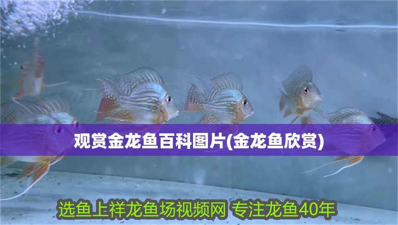 觀賞金龍魚百科圖片(金龍魚欣賞)