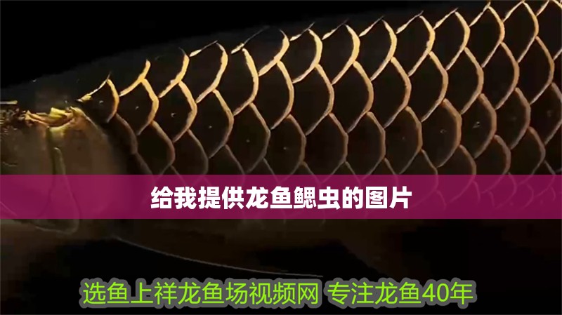 給我提供龍魚鰓蟲的圖片