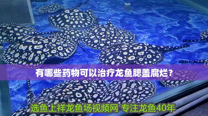 有哪些藥物可以治療龍魚腮蓋腐爛？ 有哪些藥物可以治療龍魚腮蓋腐爛？ 龍魚百科