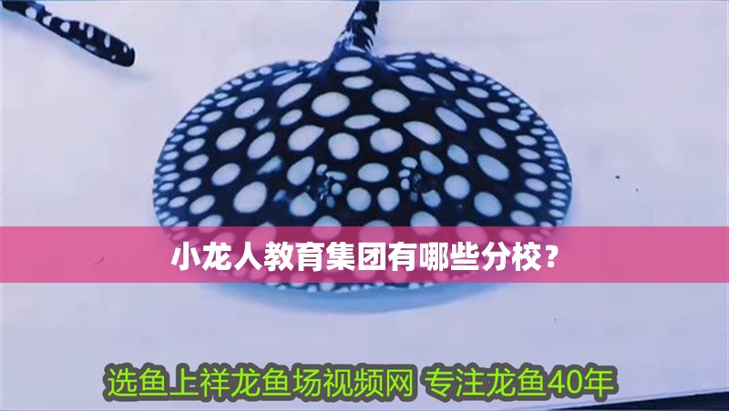 小龍人教育集團(tuán)有哪些分校？
