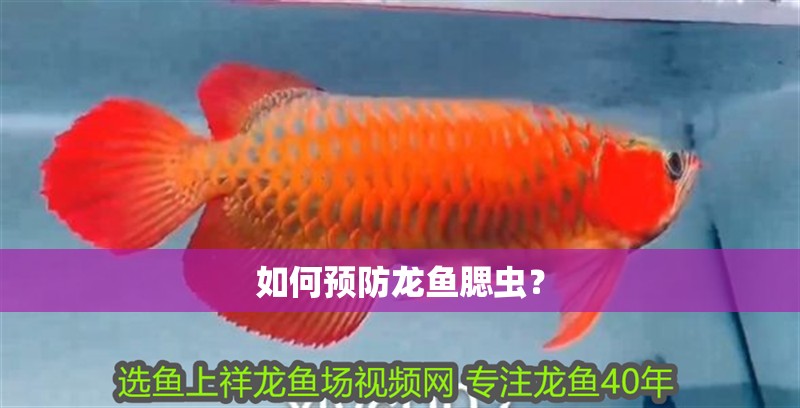如何預(yù)防龍魚腮蟲？