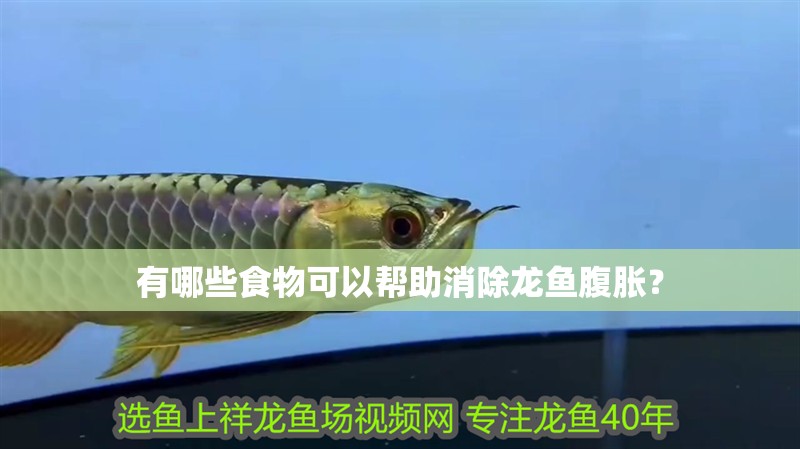有哪些食物可以幫助消除龍魚腹脹？