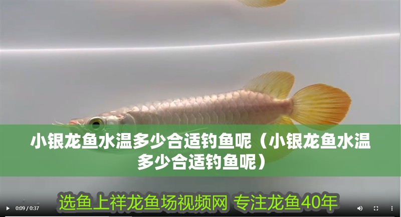 小銀龍魚水溫多少合適釣魚呢（小銀龍魚水溫多少合適釣魚呢）